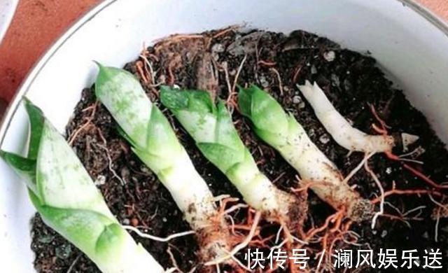 繁殖虎皮兰扦插“不地道”,“金虎纹”全消失,方法很重要