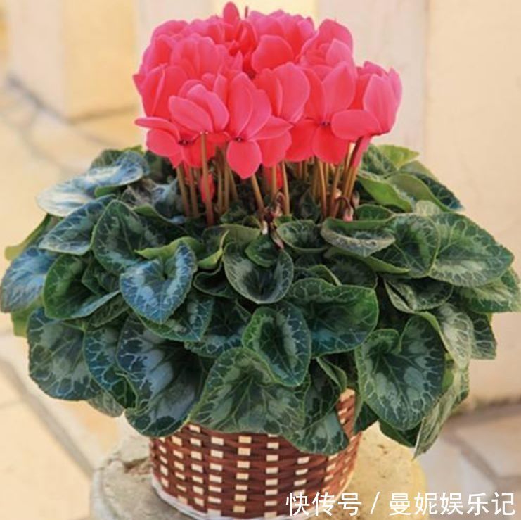 仙客来|超漂亮的4种花，好养又漂亮，开成花球，花期长达300天！