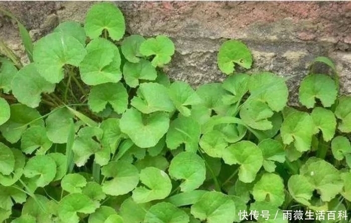 农村有种野草,可凉拌吃可药用30元一斤,农民却不知当杂草除掉