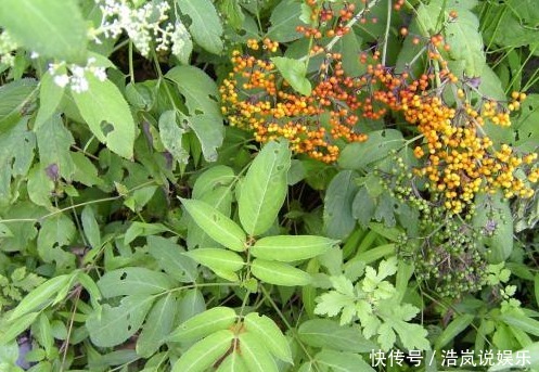 农村常见的野草，不仅能解毒消炎，还有通络活血的功效