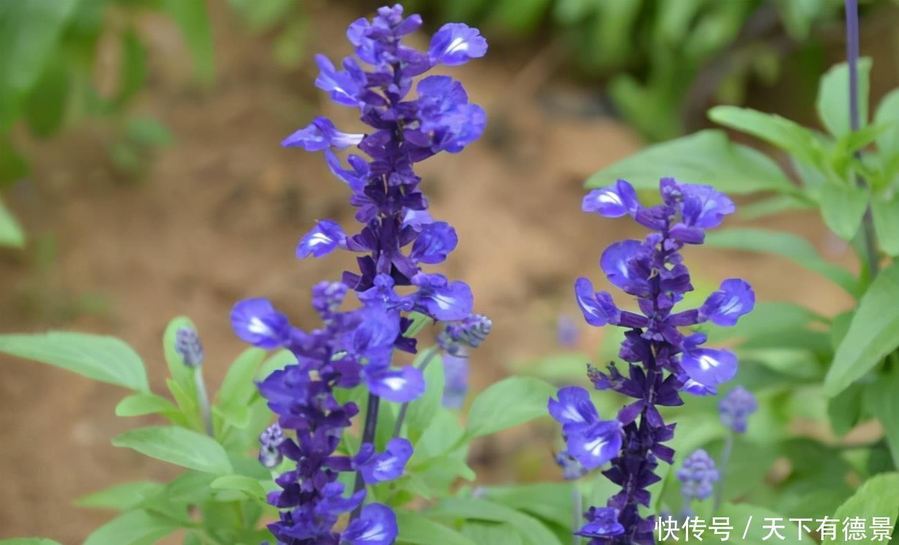 这些漂亮花,有个“赖名字”,开花美如画,叫着太“尴尬”