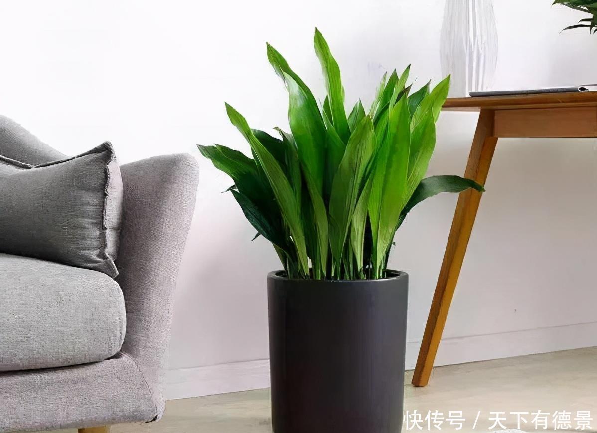 五色梅|这些漂亮花,有个“赖名字”,开花美如画,叫着太“尴尬”