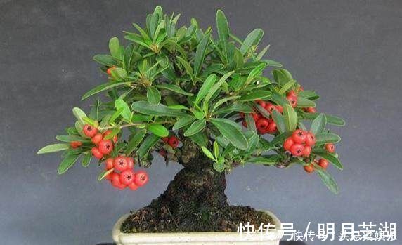 5种树型优美的盆景植物，观赏价值极佳，深受人们喜爱