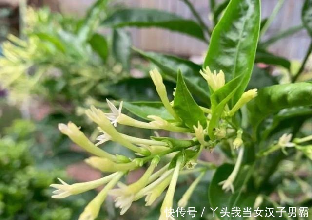 6种花净化空气效果好,放卧室特养人,睡得还香!