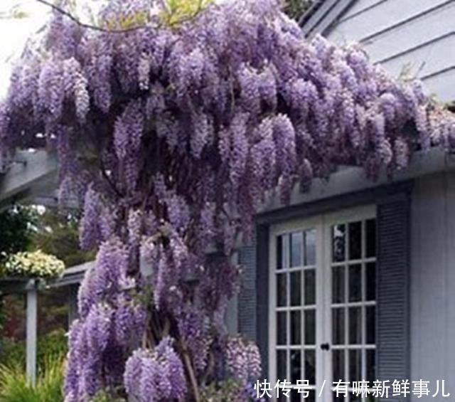 清明节前后，此花要栽种两株，花开绚烂，花穗长达1米左右！