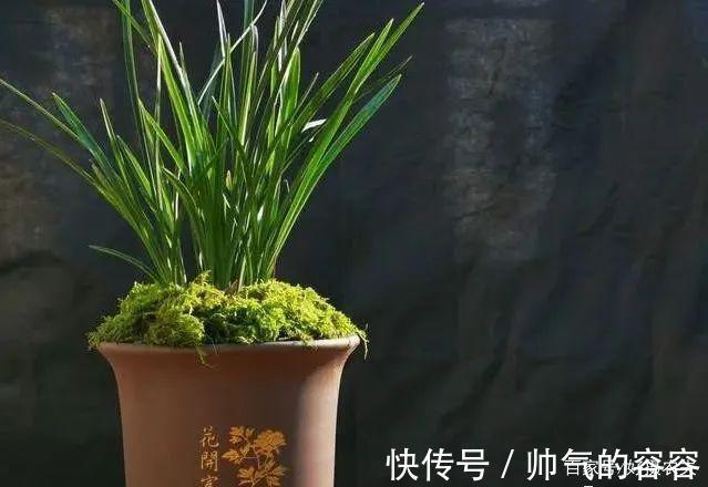 兰花叶片一直养不绿尿素怎么用，才能让兰叶变浓绿