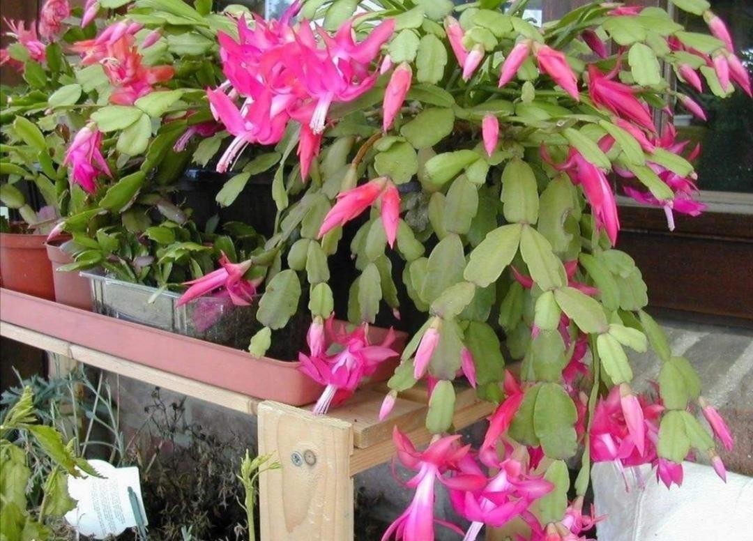 浇花|用磷酸二氢钾水浇花时该注意哪些“忌讳”，适用于什么花草