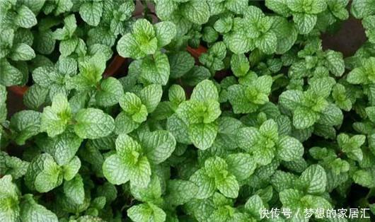 叮咬|可别小看香草薄荷的功效作用,一片叶子就能解决蚊虫叮咬的问题