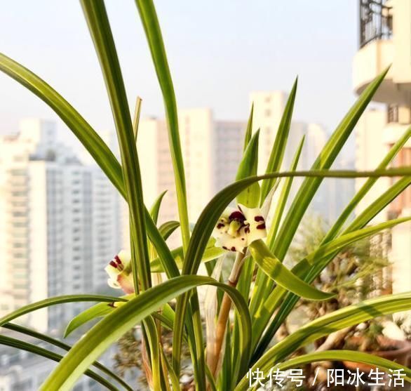 兰花|养兰花,只要这“2点”做到位,叶子翠绿花剑多,开花旺盛不腐烂