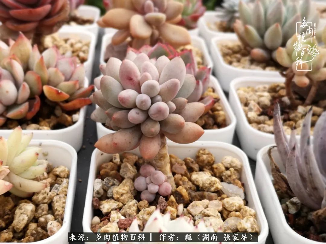 干货新手在多肉的选购、配土、上盆、养护环节走过的误区！