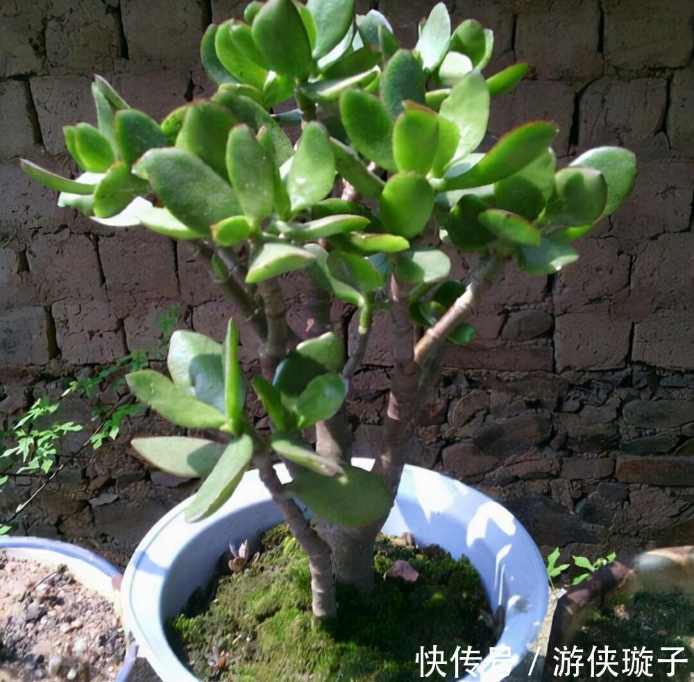 冬天养玉树，干养多晒更健壮，养成大腿粗的老桩，开满吉祥花