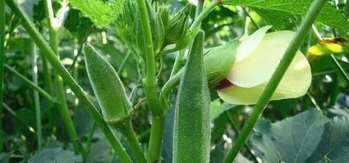 血糖|适合糖尿病人的5种食物,每天吃点,促进新陈代谢,平衡血糖值