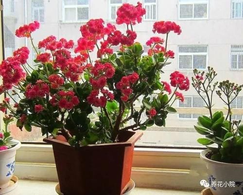 家里的长寿花，用1种方法，让它尽快长成老桩，开花多又美