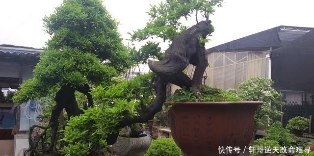 家中这2种树“很值钱”，个个带“金玉”，气势旺盛，富人都爱养！