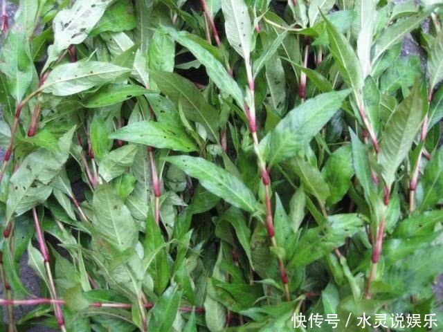 野草|鄉(xiāng)下一種辣味野草,曾經(jīng)不被重視,現(xiàn)在成了稀罕物,價(jià)值珍貴