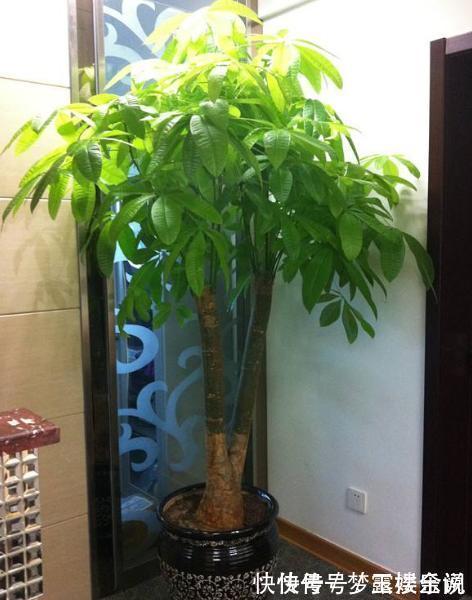 沙漠玫瑰|家里养6种花,把水浇得勤快了,容易烂根、黄叶,需要当心