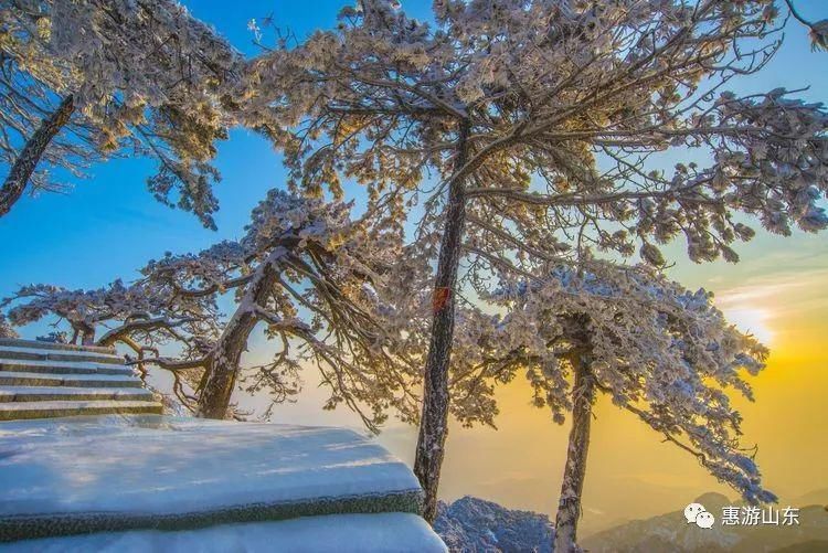 泰山银装素裹后石坞，雪松玉树赛仙境！