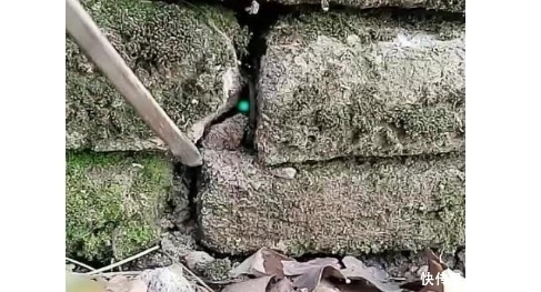 女子在砖缝里,撬出一个“弹珠”,经鉴定后高兴的跳了起来