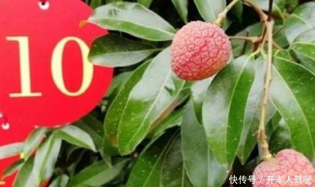 7万一串的葡萄,50万一颗的荔枝,土豪看了都说吃不起!