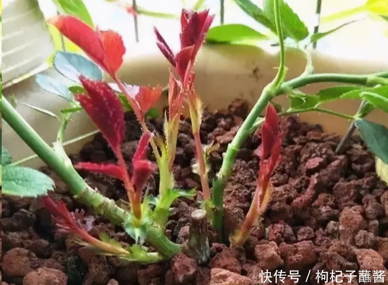 修剪|有3种花,春季绝对不可以修剪,这样才能花苞更多,枝枝有花