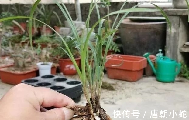 肥料|兰花生命力很强,决定能否种植成活的,并不是土壤与肥料