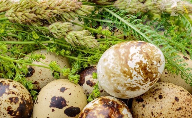 中年|小小的鹌鹑蛋里,居然有这个东西!不愧为