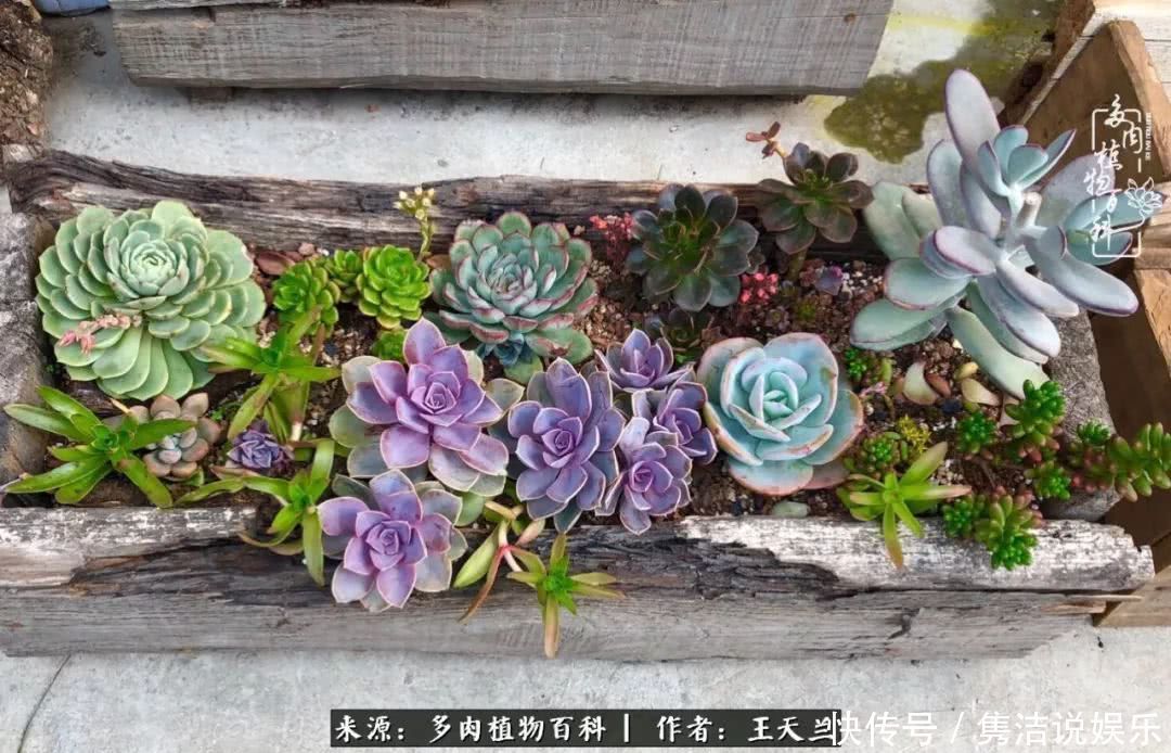 多肉遇上枯木木花盆，姑娘自己造！