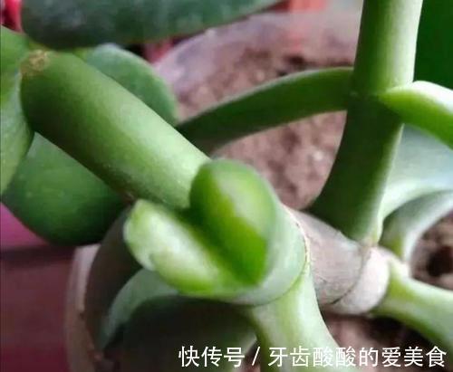 玉树嫁接长寿花,1树开3色,谁见谁喜欢