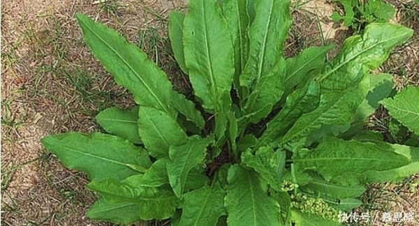 便秘|农村这种野草随处可见,是治疗便秘的良药,大多数人见过却不认识