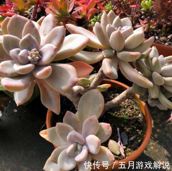 冬天养了4种漂亮多肉,保暖工作做到位,安全过冬上色美