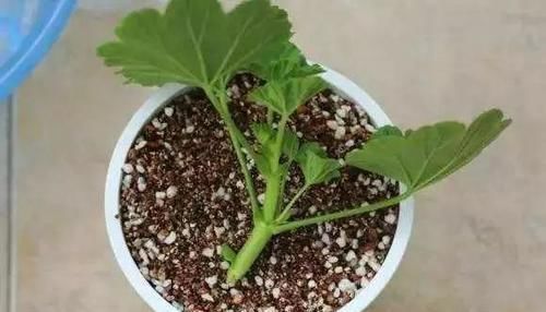 浇花时，1粒药片丢水里，花卉3天长出“大白根”，越养越旺盛