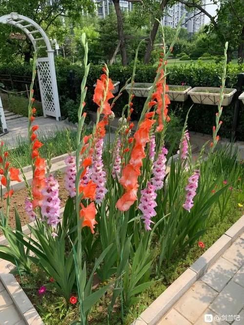 一年生一窝的5种花，越养越多，养它们不花钱还能赚钱！