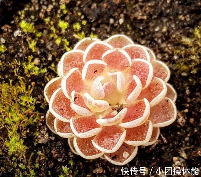 几种喜欢生长在半阴处的开花盆栽,养窗台边就很容易孕育花朵!