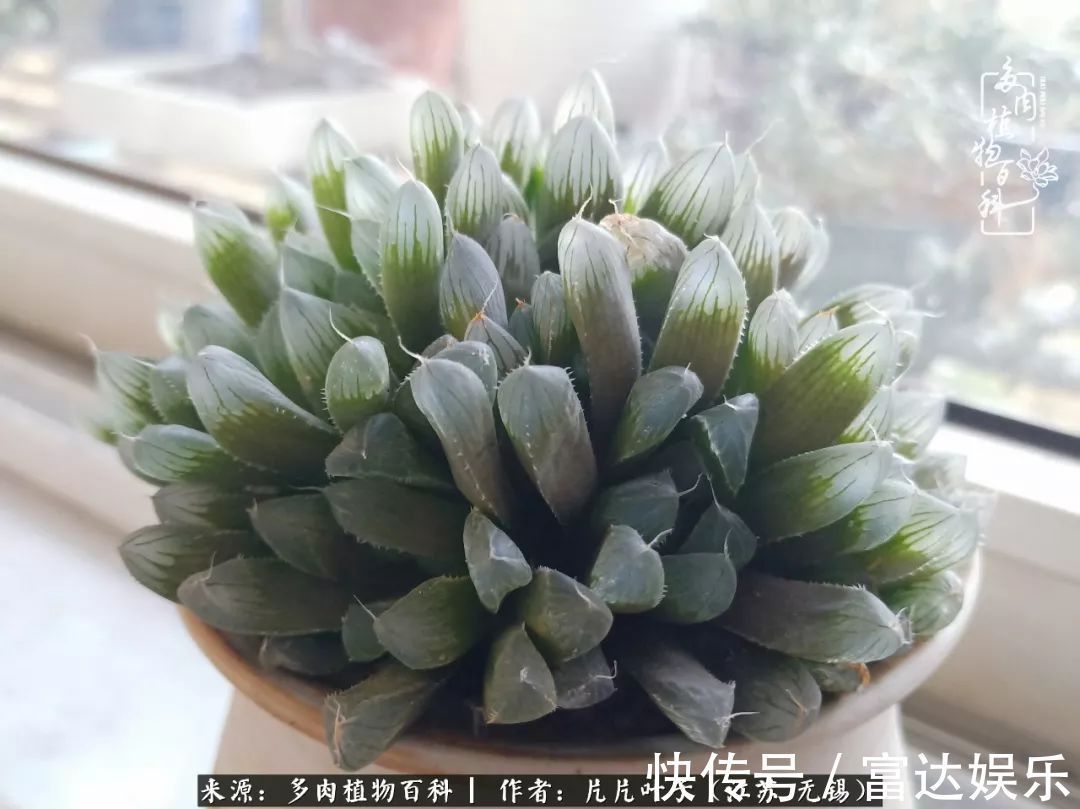 养肉路上,累并快乐着!时光不语,静待花开!