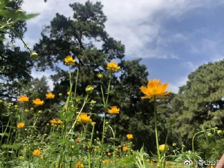 次第|初夏时节，知松园景区的金莲花次第开放