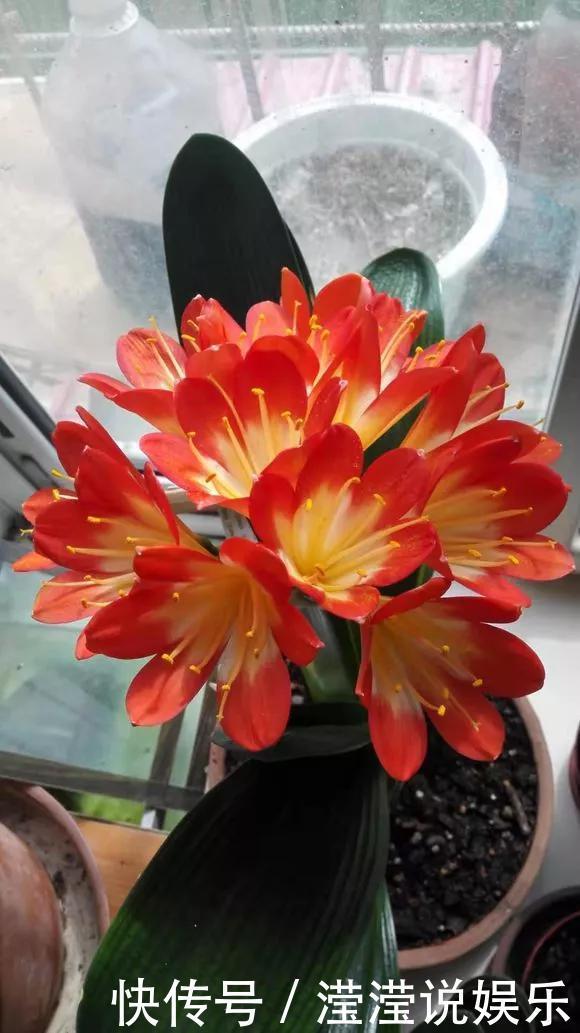 6种花是“老酒鬼”,1个月喝2杯,叶子油亮亮,花苞冒不完