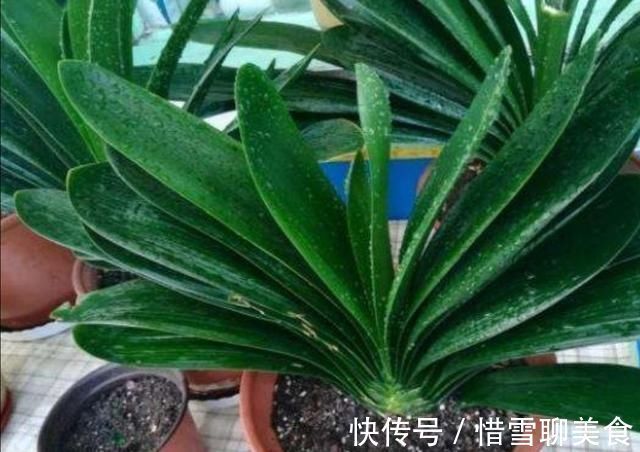 叶子|君子兰叶子长歪，教你3种方法纠正，株形整齐才更美观