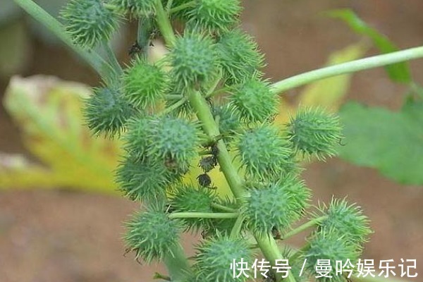 入药|不受待见的蓖麻,根茎叶都能入药,浑身是宝价值高,更有3个功效
