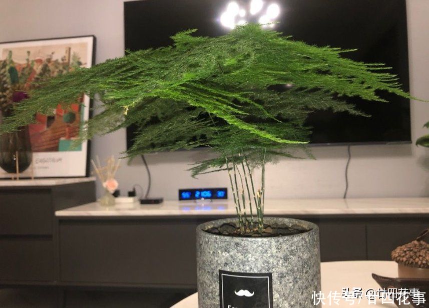 春天养文竹,记得给它“翻翻新”,咔嚓剪几刀,笋芽蹭蹭冒