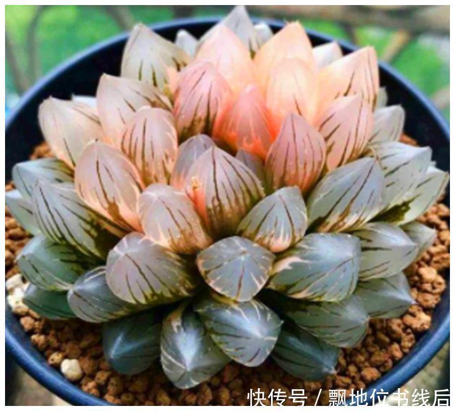 晶莹剔透|玉露晶莹彩珍珠美极了，做好6个点，颗颗饱满晶莹剔透