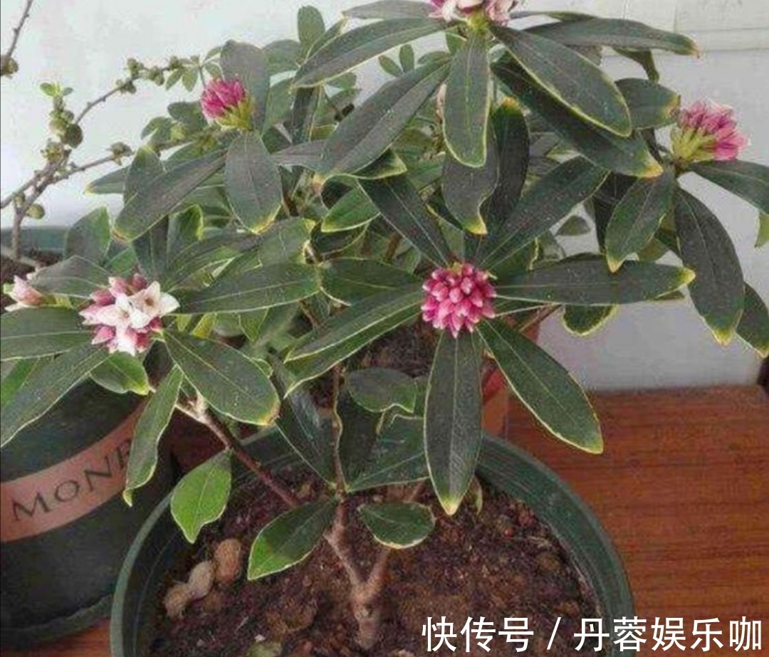 家里有5种花,想要开花多,秋天别忘施1种肥