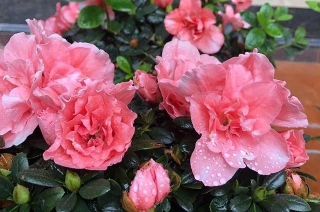 6种花一天不浇水,叶子就耷拉,缺水3天就死翘