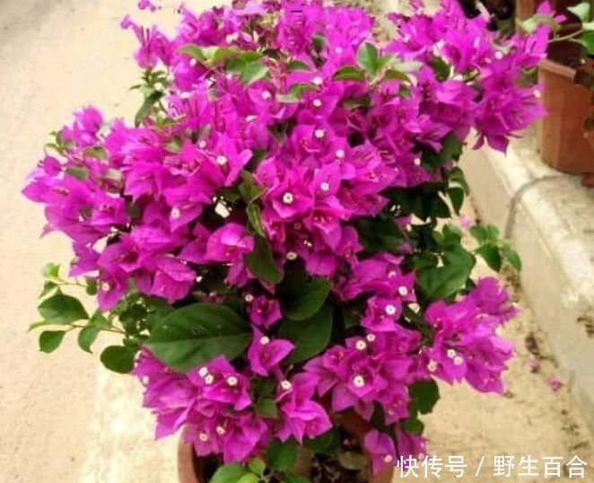 养此款花卉，花大服盆快，花色艳丽，花开枝繁叶茂，美