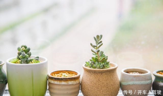 冬天的多肉有5怕,避开了,各个养成“彩虹糖”!