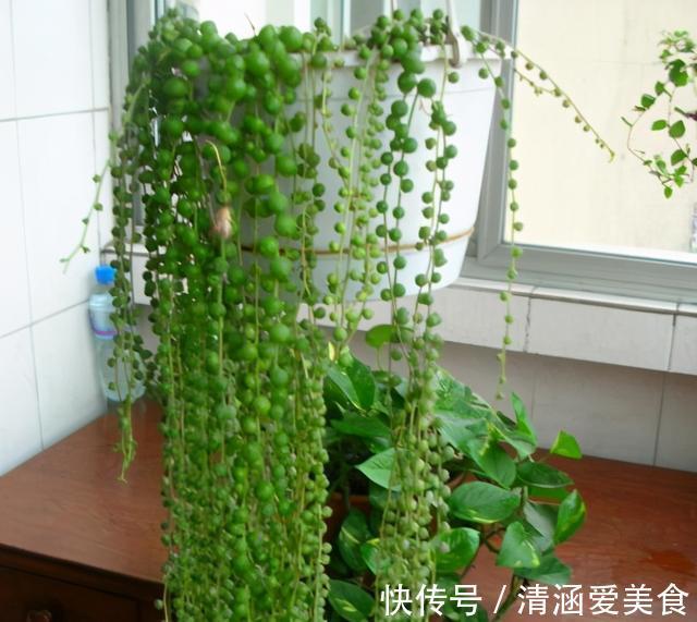 玉露|这“三多肉”最怕晒,遇强光易“摊大饼”,阴一点养成群生肉墩子