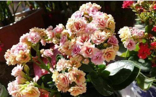 烂根|家里养3种花，夏天少浇水，虐一虐更精神，一浇水就烂根