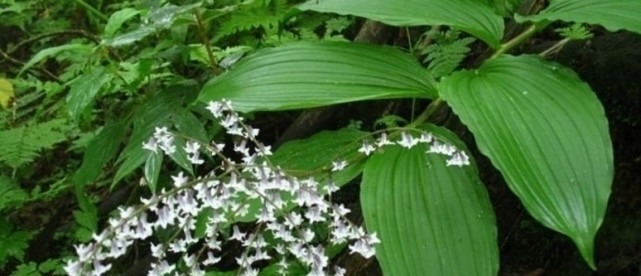 野生植物|农村常吃的野生植物，只有几片叶子，有钱人都爱的不行！