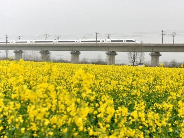 《行遍合肥》巢湖油菜花海已上线！遍地金黄！