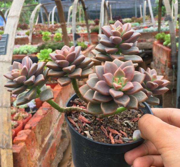 多肉姬胧月和冬美人如何选择?看看老花匠怎么说,你就知道了