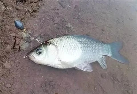 饵料|冬季钓鲫鱼不从饵料下手，怎么让鱼开口爆护？揭晓冬钓鲫鱼的6个不传之秘